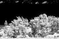 florida-2010-infrared-nature_10-nik
