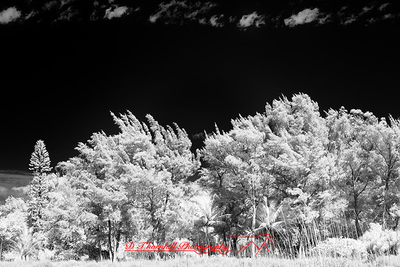 florida-2010-infrared-nature_10-nik