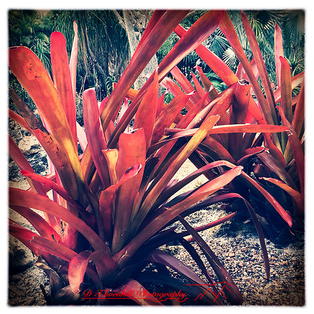 florida-2014-iphone-flowers-039
