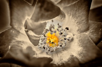 florida-flowers-2011-07-nik