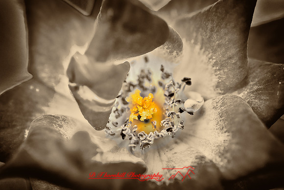 florida-flowers-2011-07-nik