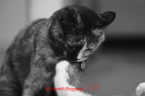 infrared-2009-pets_19.jpg