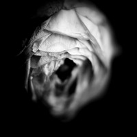 flowers - 2022 - 002