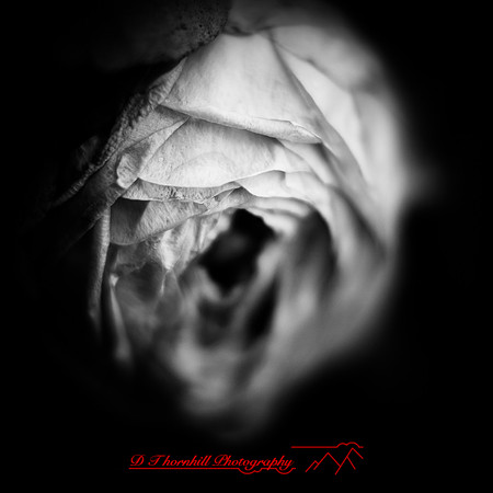flowers - 2022 - 002