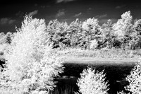 tawas-state-park-infrared-2008_011