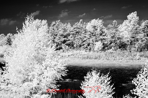 tawas-state-park-infrared-2008_011