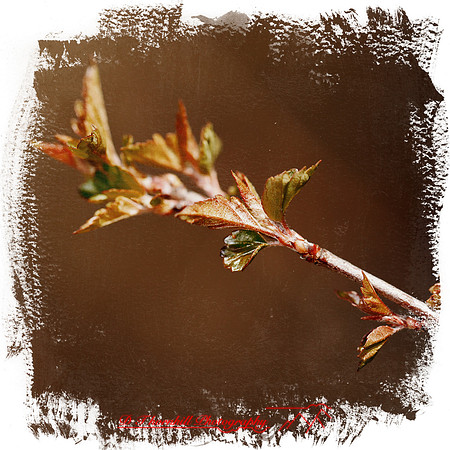 shaiawasses-april-2013-06-nas