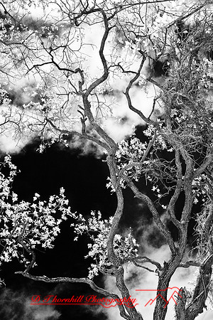 florida-2008-nature-infrared_33.jpg