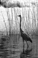 florida-2008-wildlife-infrared_22.jpg