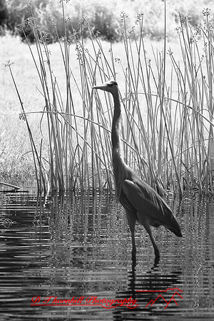 florida-2008-wildlife-infrared_22.jpg
