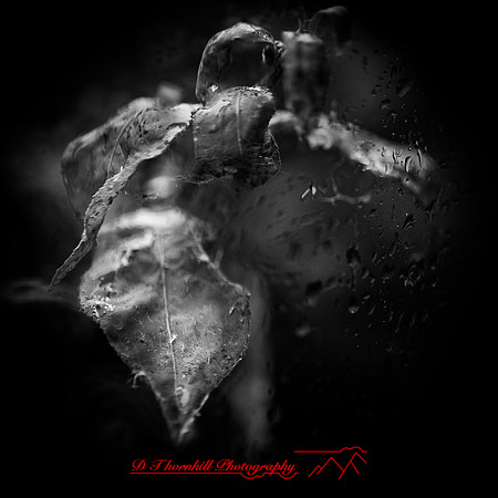 flowers - 2022 - 010