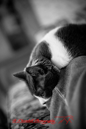 bastet_043