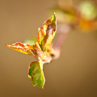 shaiawasses-april-2013-05