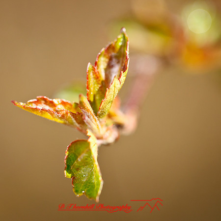shaiawasses-april-2013-05