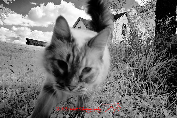 infrared-2009-the_farm_13.jpg