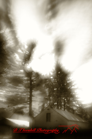 infrared-2010-random_003-nik.jpg