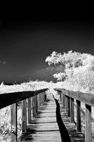 tawas-state-park-infrared-2008_018