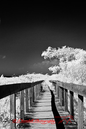 tawas-state-park-infrared-2008_018