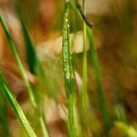 shaiawasses-april-2013-03
