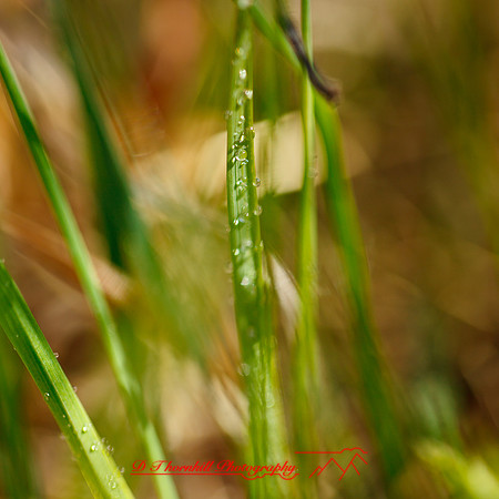 shaiawasses-april-2013-03
