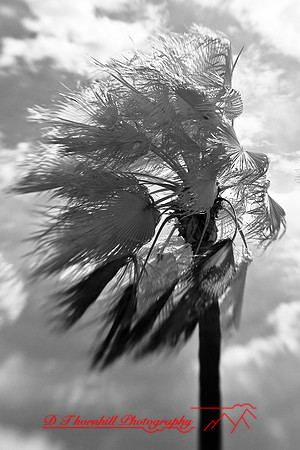 florida-2009-nature-infrared_24.jpg