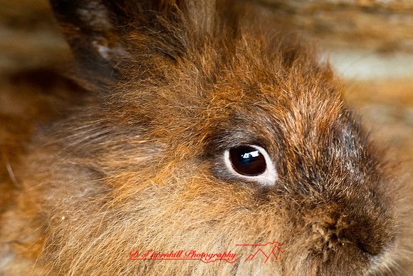 saginaw-zoo-2011-11
