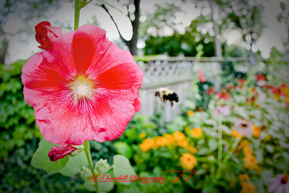 flowers-2008_06.jpg