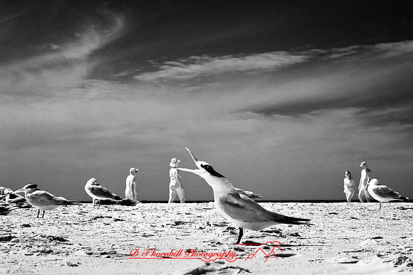 florida-2010-infrared-wildlife_05