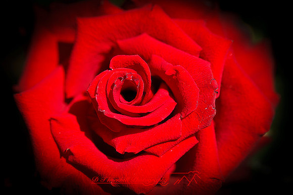 florida-flowers-2011-01