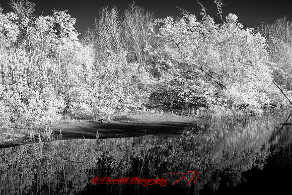 florida-2010-infrared-nature_30