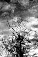 shiawassee_infrared_feb-2008_01