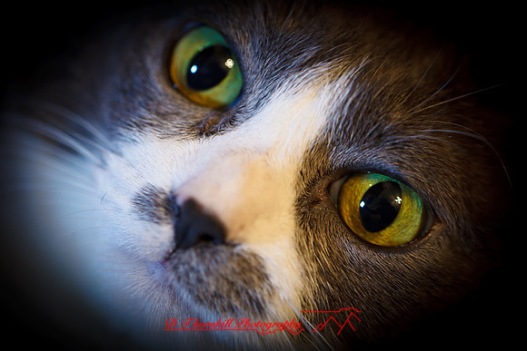 bastet-2011-09-nik