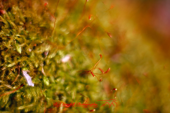 shiawasse_may-2008_12.jpg