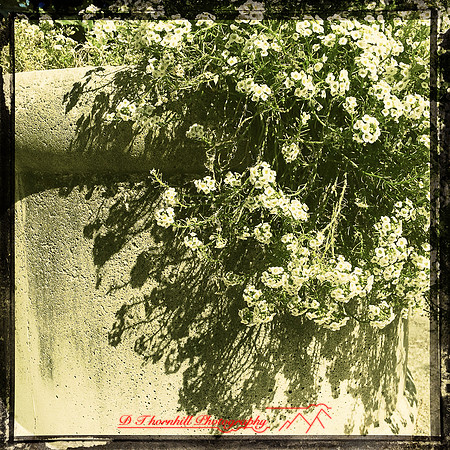 florida-2014-iphone-flowers-004