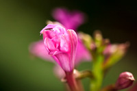 florida-flowers-2011-11