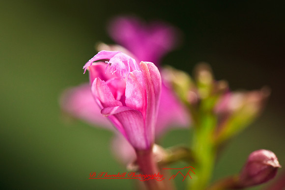florida-flowers-2011-11