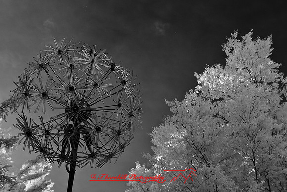dow-gardens-infrared-2011-22