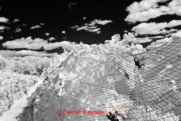 infrared-galesburg_il-2011-37