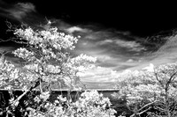 florida-2008-nature-infrared_09.jpg