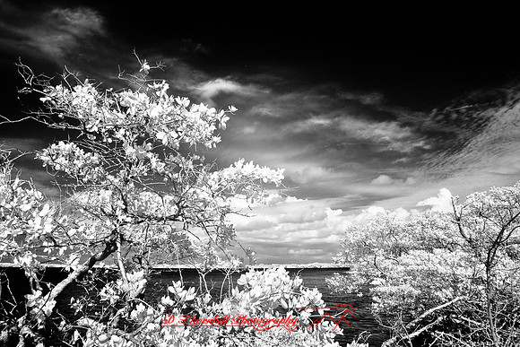 florida-2008-nature-infrared_09.jpg