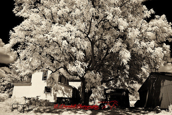 infrared-2009-the_farm_10-nik.jpg