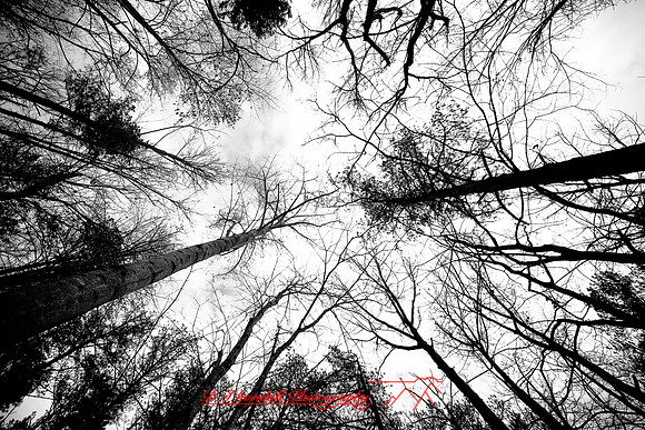 assorted_images-2007_102