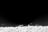 tawas-state-park-infrared-2008_004