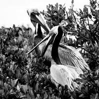 florida-march-2016-016