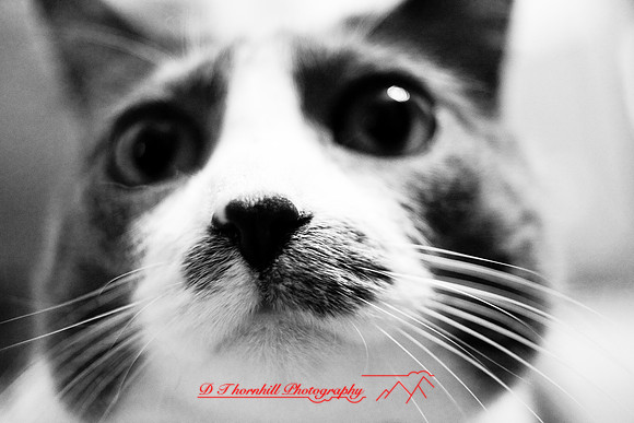 bastet_050