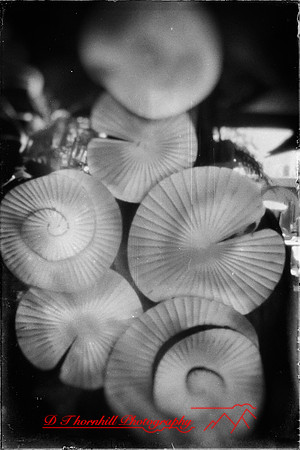 florida - pinhole - 2022 - 015-nik-ps-ai
