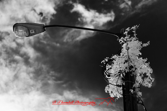 infrared_images-2012-039