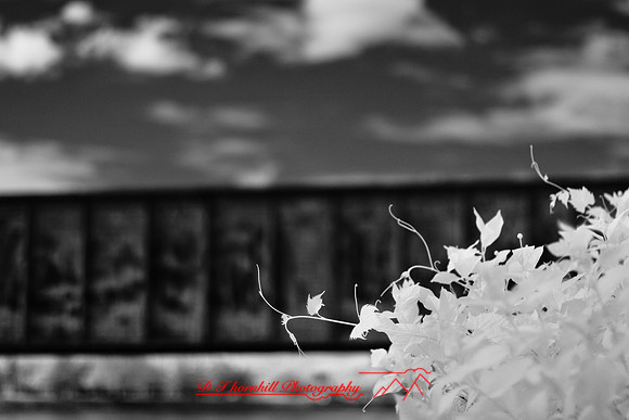 infrared_images-2012-034