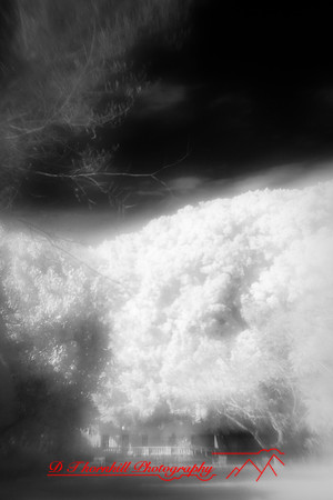 florida-2010-infrared-images_05