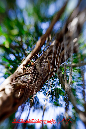 florida-2009-nature_22.jpg
